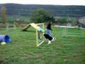 Agility monferrer curs 2007-2008