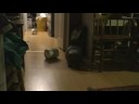 shane #2