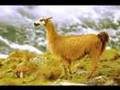 Biodiversidad en el Perú -- SPDA