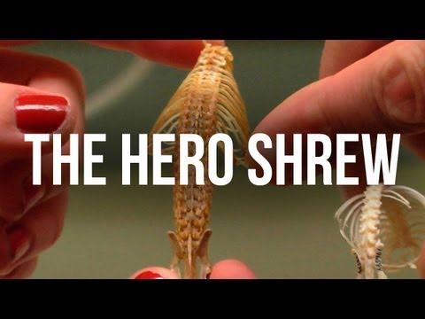 The  Hero Shrew