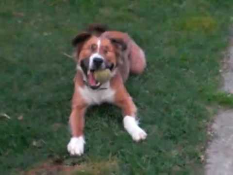 Perro ciego jugando a la pelota