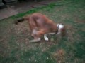 Perro ciego jugando a la pelota