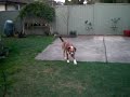 Blind Dog Plays ‘Fetch’