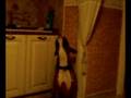 the best funny dog (leo)