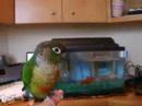 Alton Brown the Conure