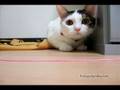 Techno Cat
