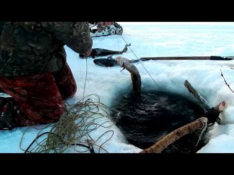 рыбалка с лехой на енисей показать видео рыбалка с лехой на енисей показать видео