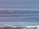 RCSurfer