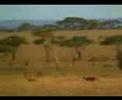 videos chistosos 2 babosadas estupidos jackas
