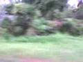 videos de Parit Buntar Konvoi ke Bukit Pancur from RANJAU is M.R.B.C..3gp