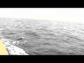 videos de Cruising with Dolphins near Santa Rosa Island 