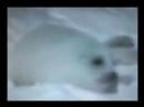 Seal With A Kiss_The Sweetest Thing_TATV