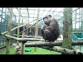 Jambo the bauld chimp