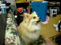 言葉を話せる犬？