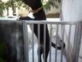 Cãozinho de estimação