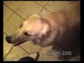 My Dog 