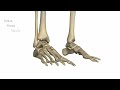 Ankle Joint - 3D Anatomy Tutorial