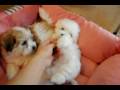 Coton