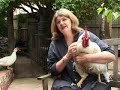 Patty Mark Interview (battery hens and broiler chickens)