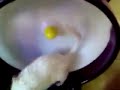 Gerbils