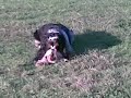 cockerspaniels