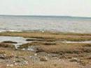 sea birds mating dance (Oyster Catchers) sea birds mating dance (Oyster Catchers)