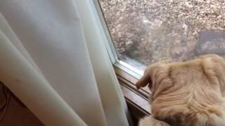 Darn squirrel!