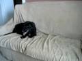 Hiding the Rawhide!