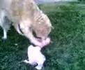 Angycane mangia osso + grande di lei Angycane mangia osso + grande di lei