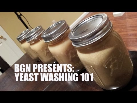 how to harvest yeast slurry