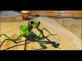 Mantis Parable