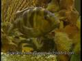 Instructional Cichlid Aquarium Guide
