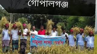 বোরো ধানের...