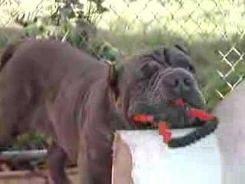 neapolitan mastiff