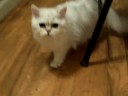 Fairy Dew Persian Cats http://www.fairydewpersiancats.com