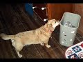 Get the Cat