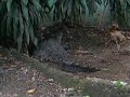 crocodile