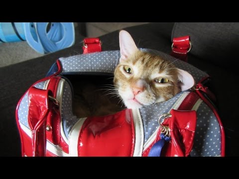 Behind The Scenes! Marmalade *STAR CAT*