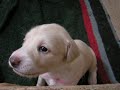Our Saluki puppies at 19 days old