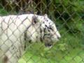 White Bangel Tiger