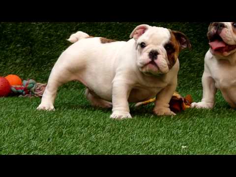 english bulldog