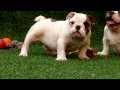 English bulldog puppies