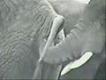 crazy animales
