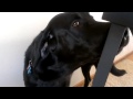 Rev knows his song  (HD)