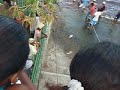Whaling in Bequia