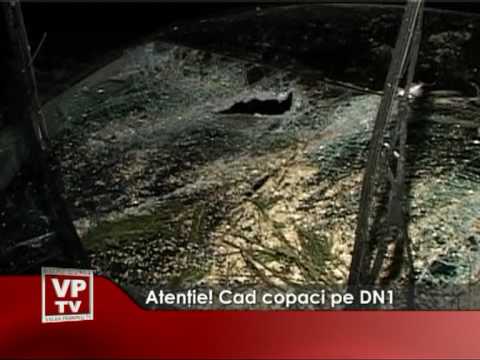 Atenţie! Cad copaci pe DN1