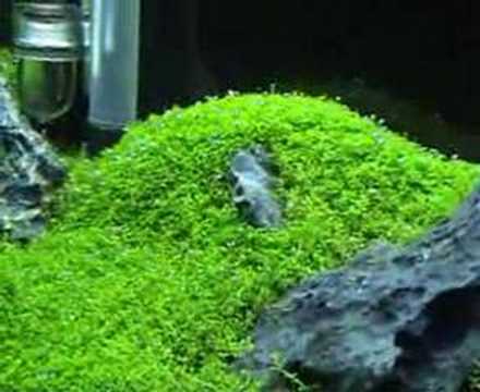 Watch "Oliver Knott Aquascaping Demo (Part 1 of 4)"