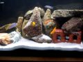Malawi fish tank