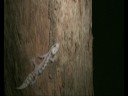 Mt Nebo Velvet Geckoes