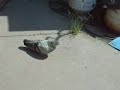 another pigeon faker